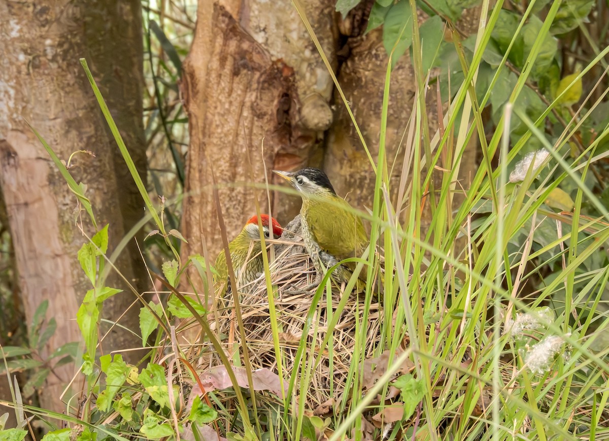 Streak-throated Woodpecker - ML647748167