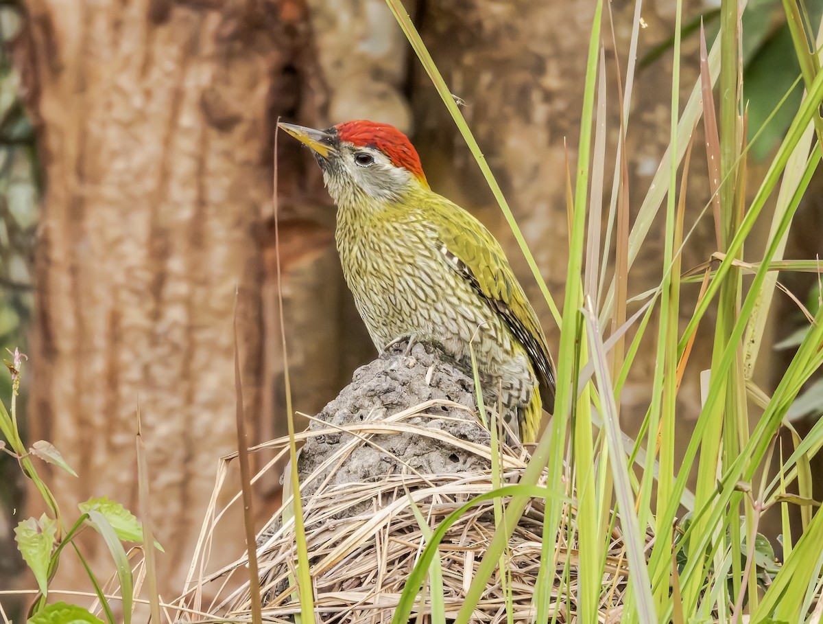Streak-throated Woodpecker - ML647748168