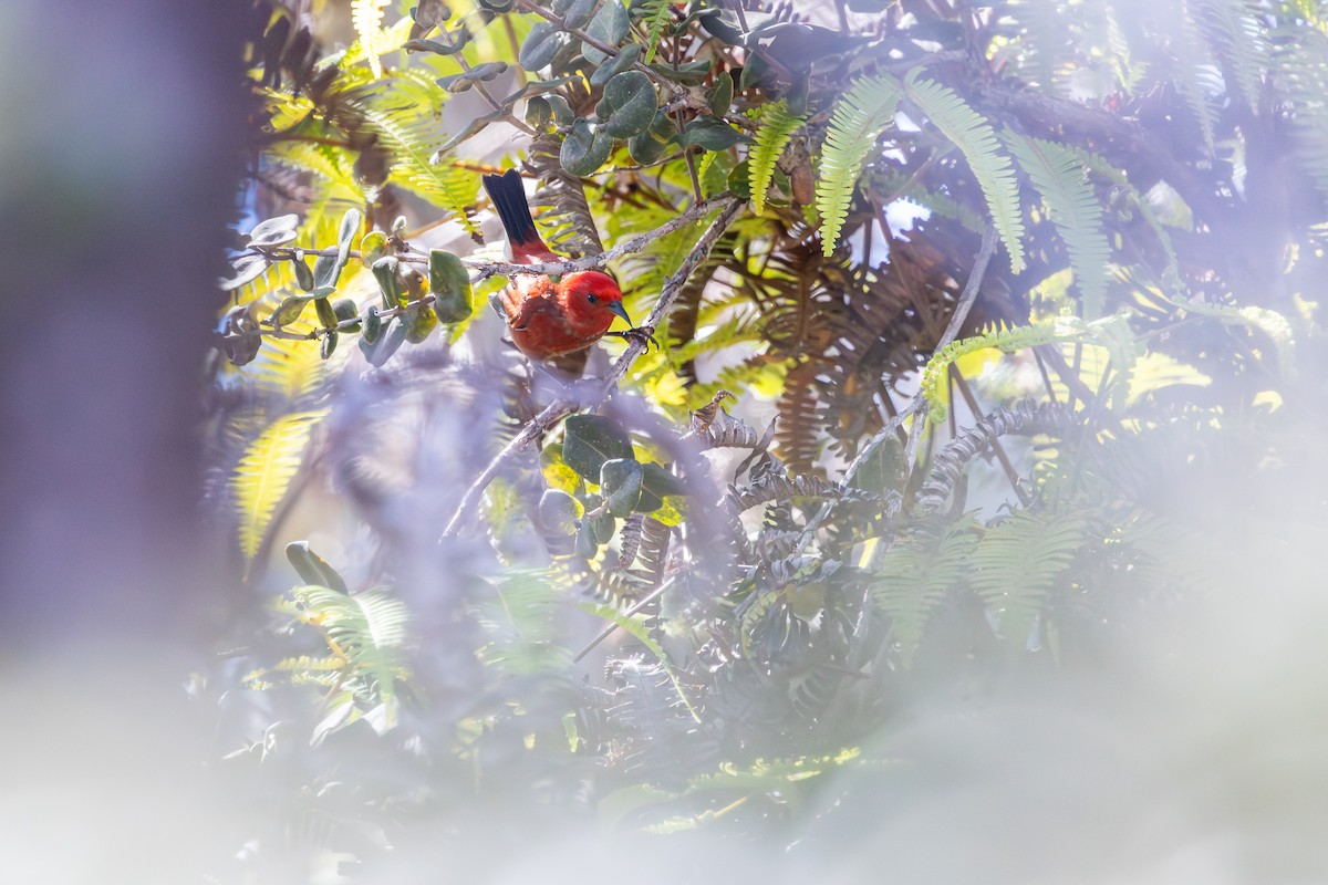 アカハワイミツスイ - ML647748191