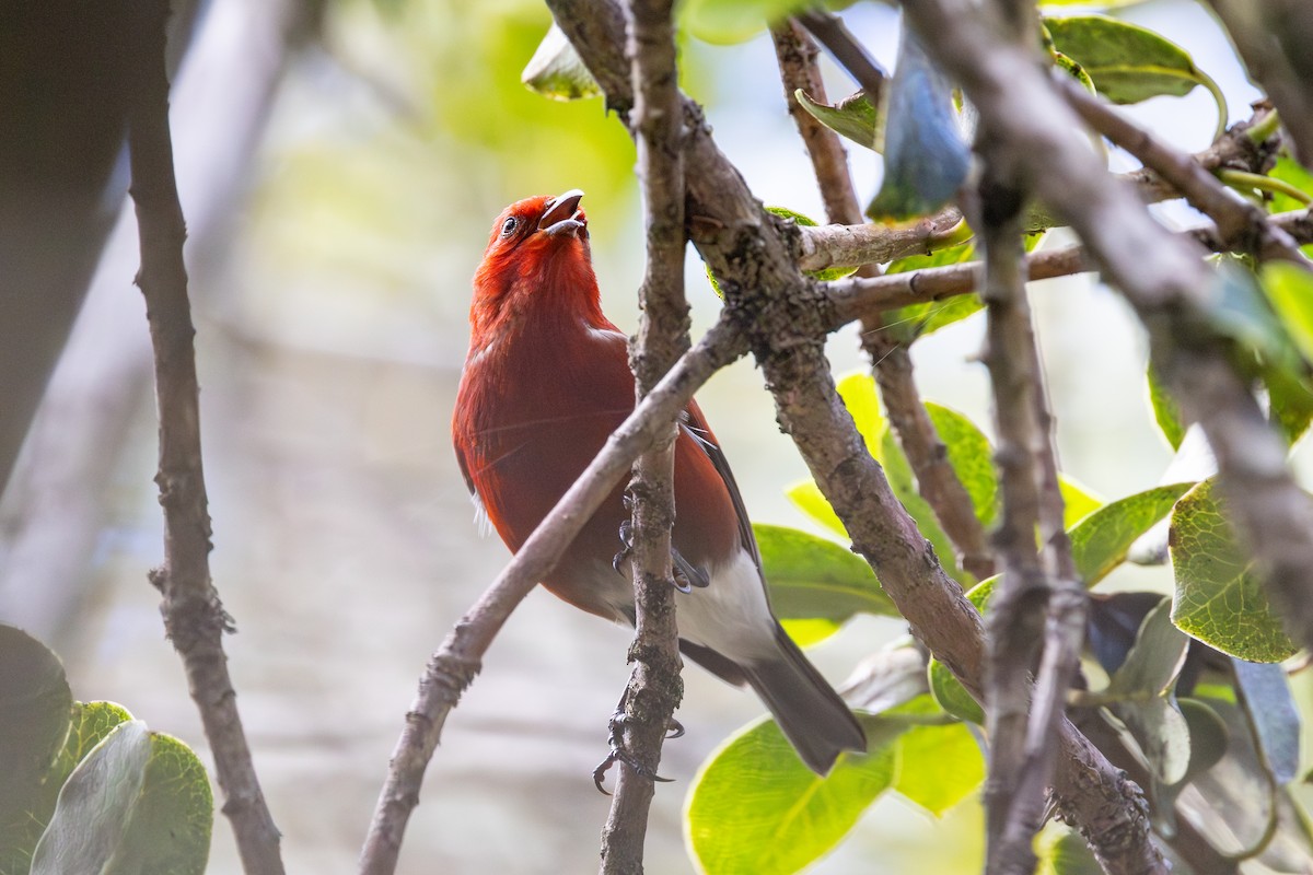 アカハワイミツスイ - ML647748194