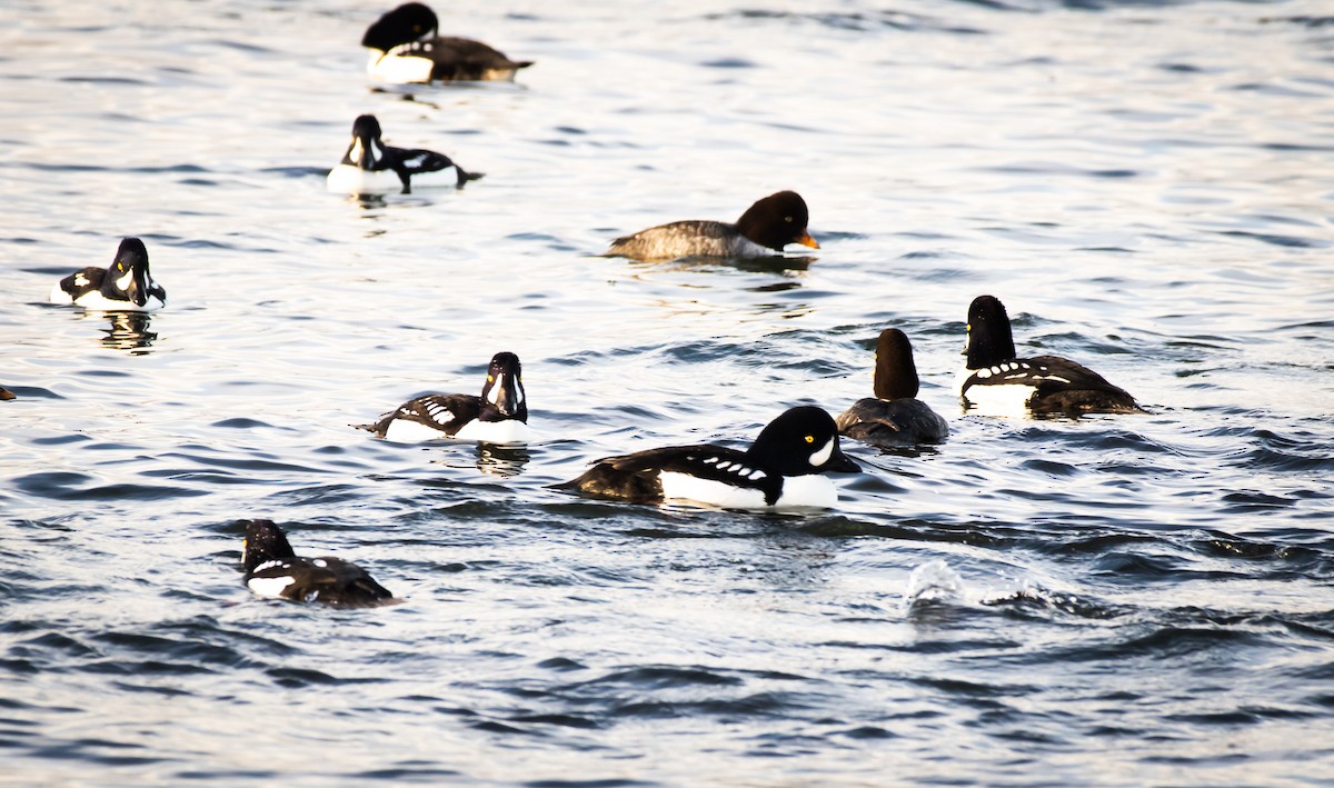 キタホオジロガモ - ML647748199