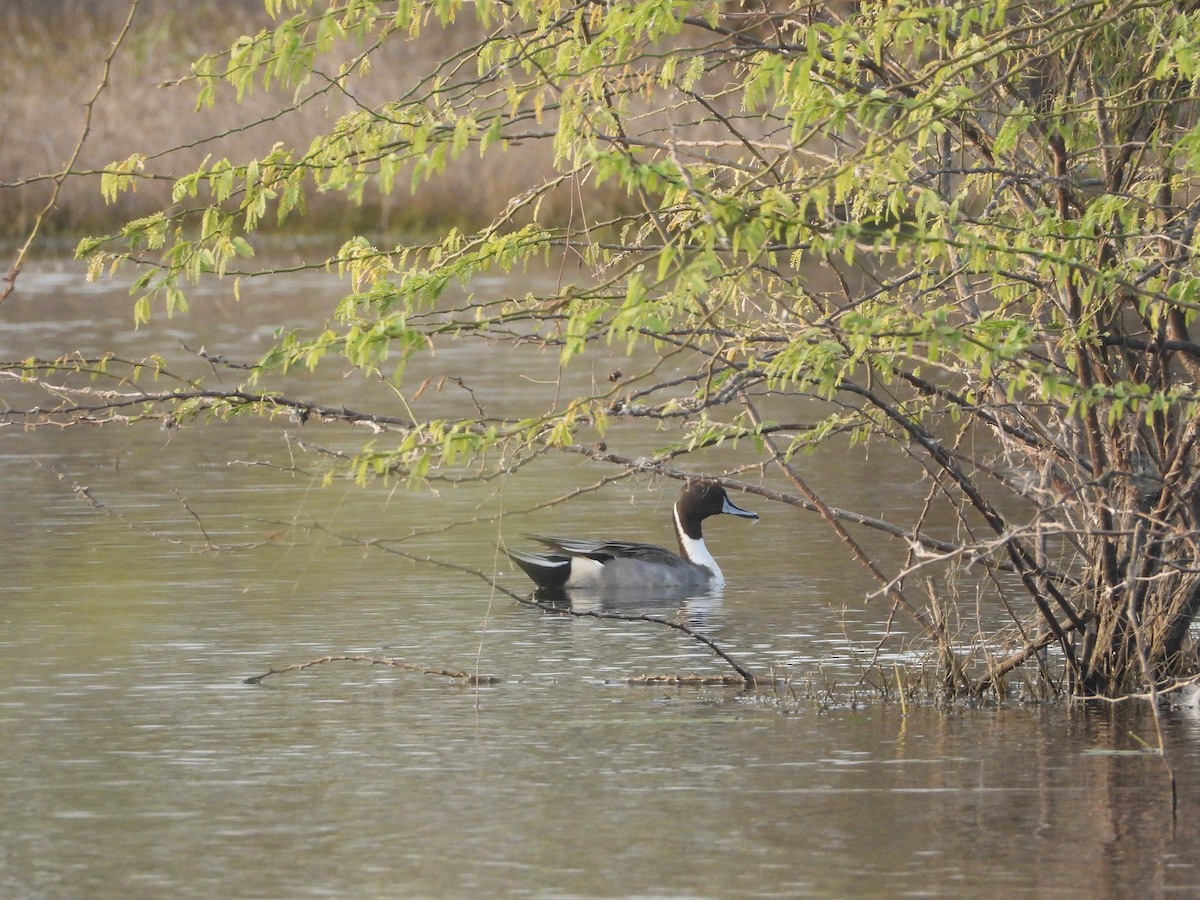 Шилохвость - ML647748221