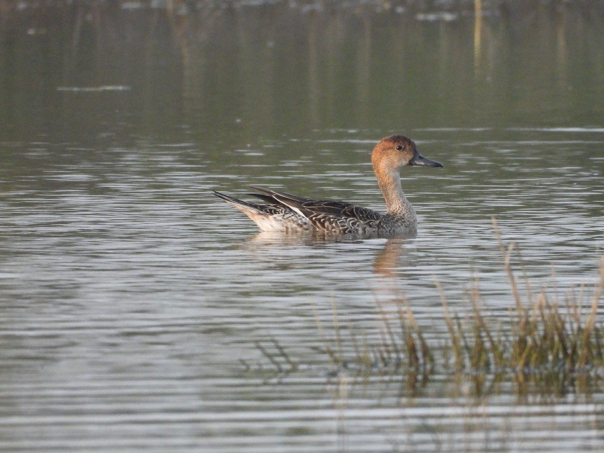 Шилохвость - ML647748222