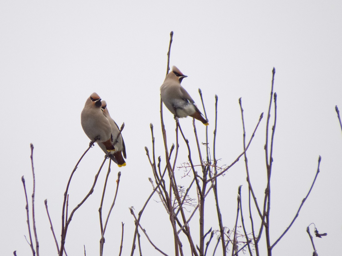 Bohemian Waxwing - ML647748228
