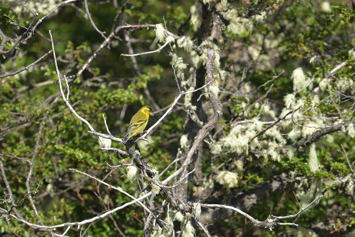 Бородатый чиж - ML647748233