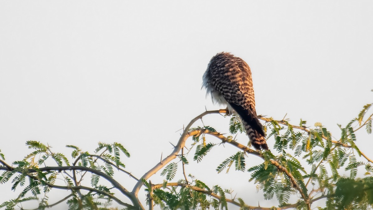 Пустельга - ML647748236