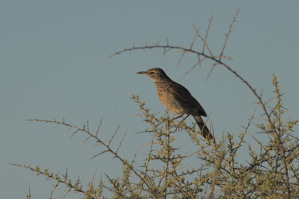 Karoo Long-billed Lark (Karoo) - ML647748237