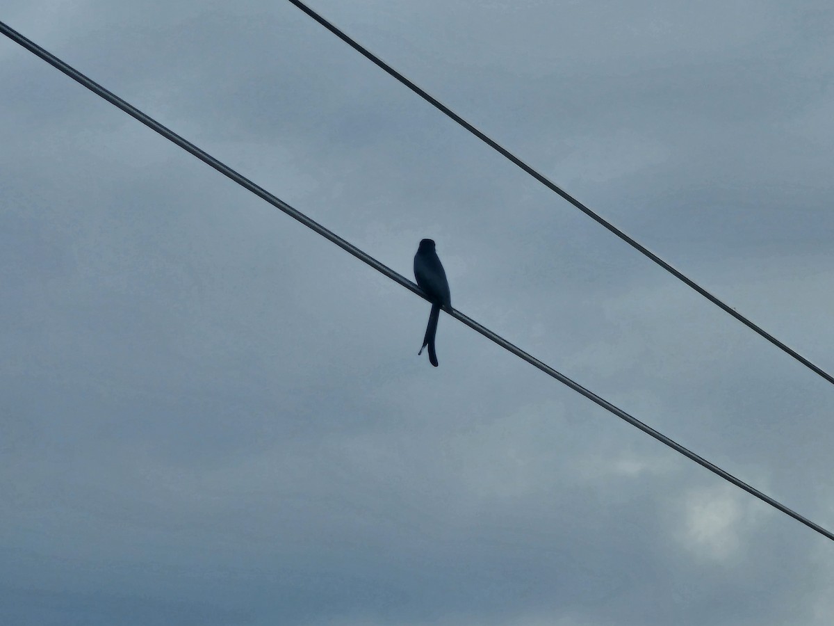 Черный дронго - ML647748239