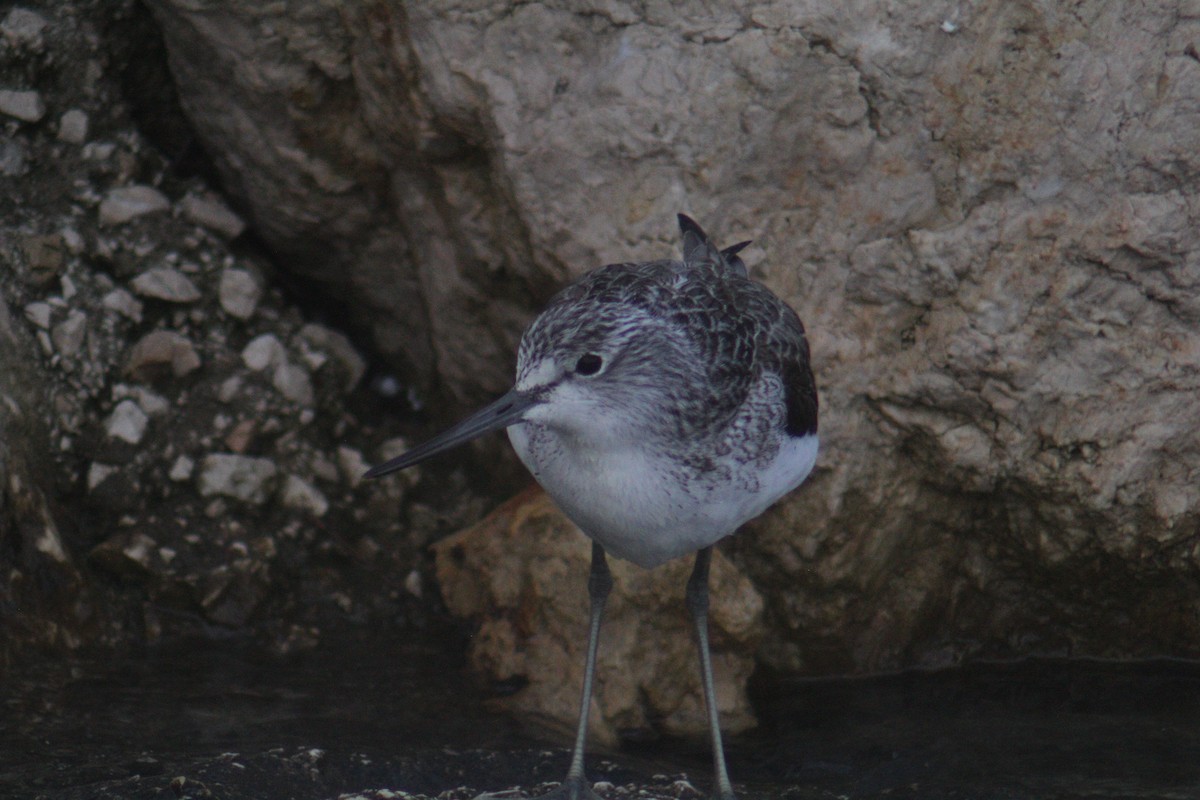 Большой улит - ML647748241