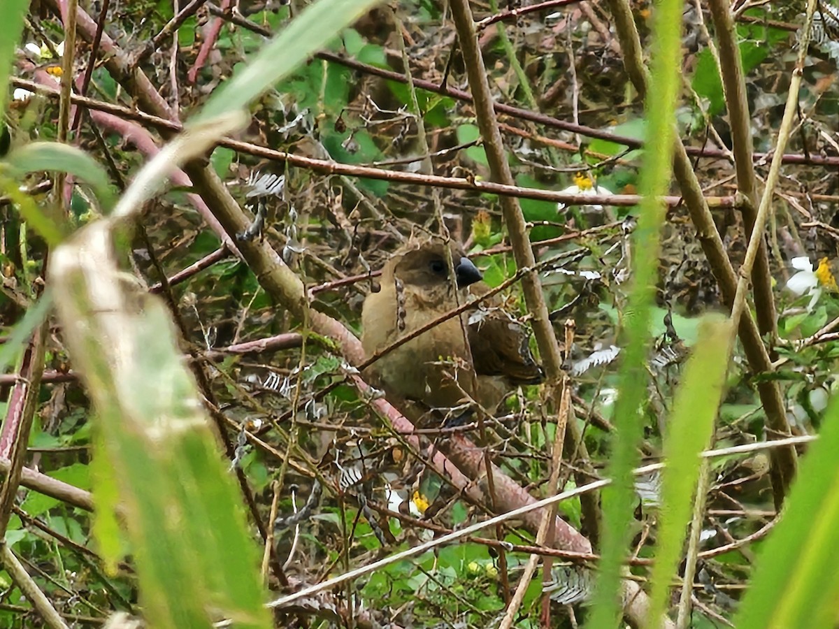 Чешуйчатая муния - ML647748242