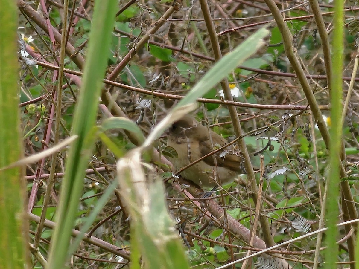 Чешуйчатая муния - ML647748243