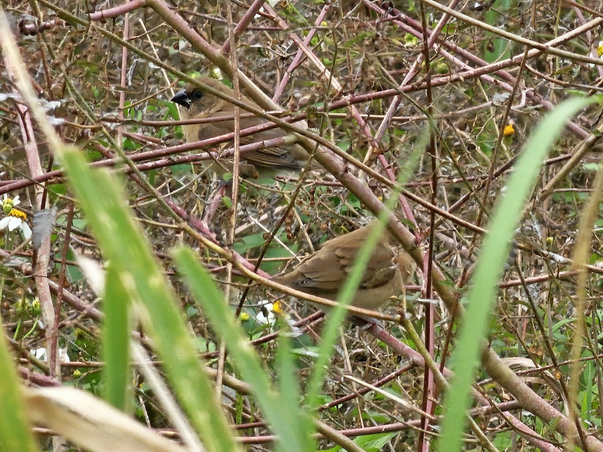 Чешуйчатая муния - ML647748244