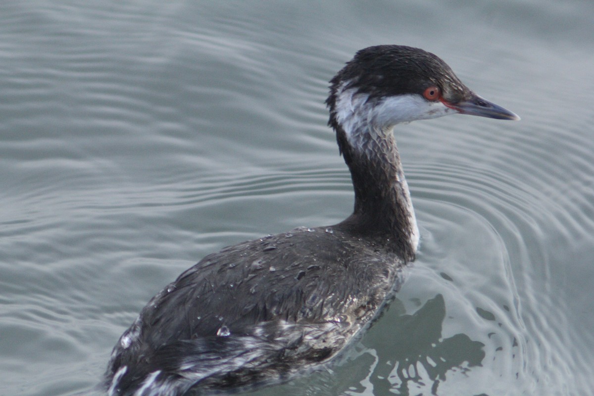 Красношейная поганка - ML647748245