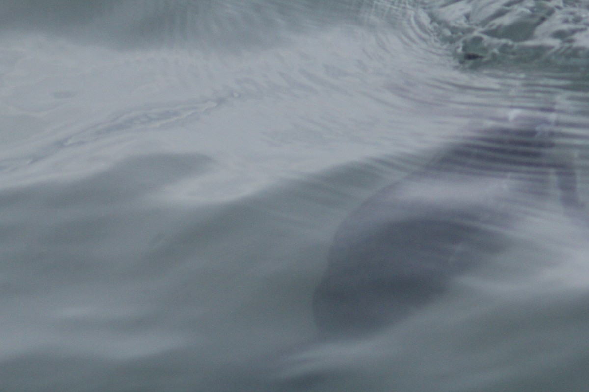 Красношейная поганка - ML647748246