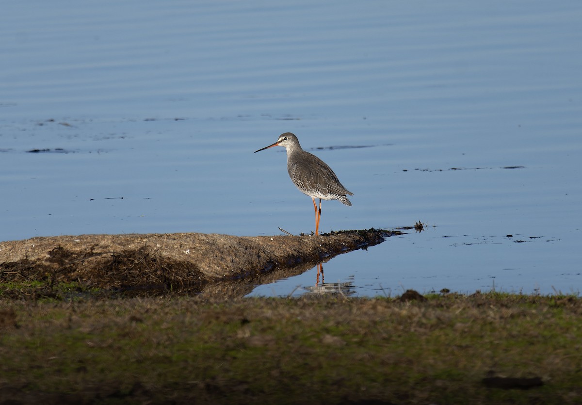 Щёголь - ML647748247