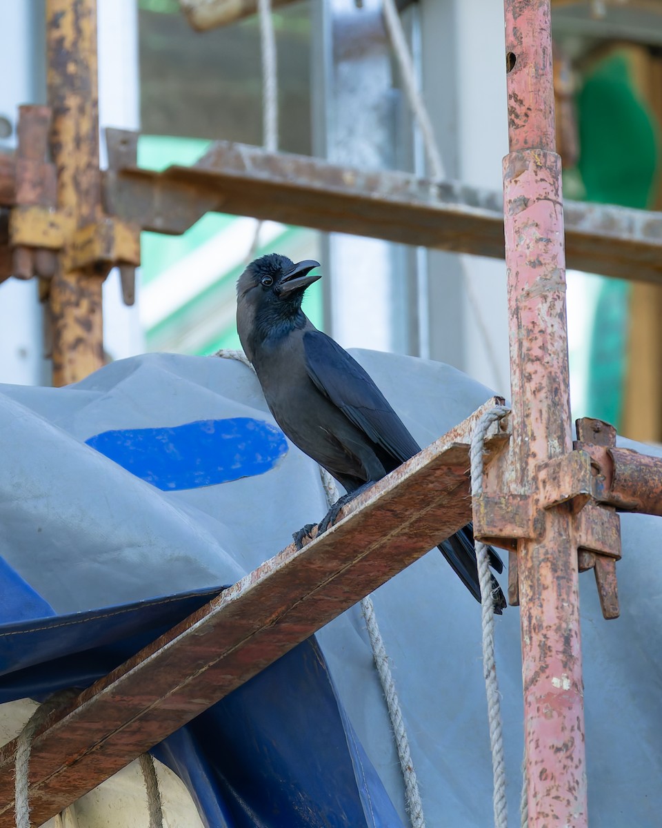 Домовая ворона - ML647748248