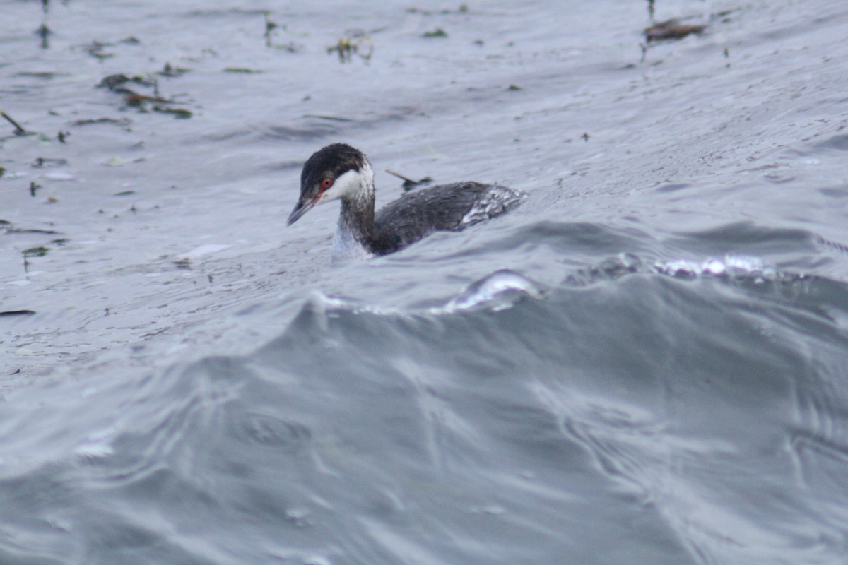 Красношейная поганка - ML647748249