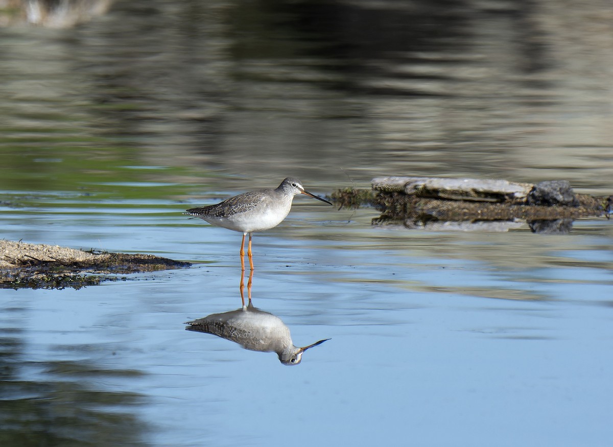 Щёголь - ML647748250