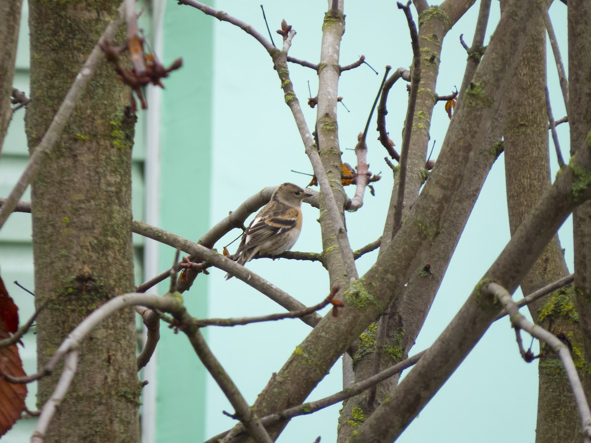 Вьюрок - ML647748251