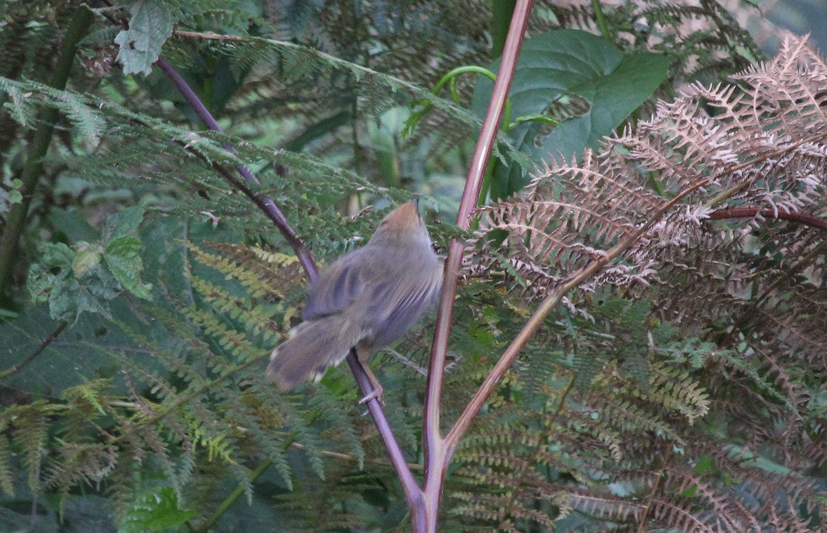 Каштановошапочная цистикола - ML647748253