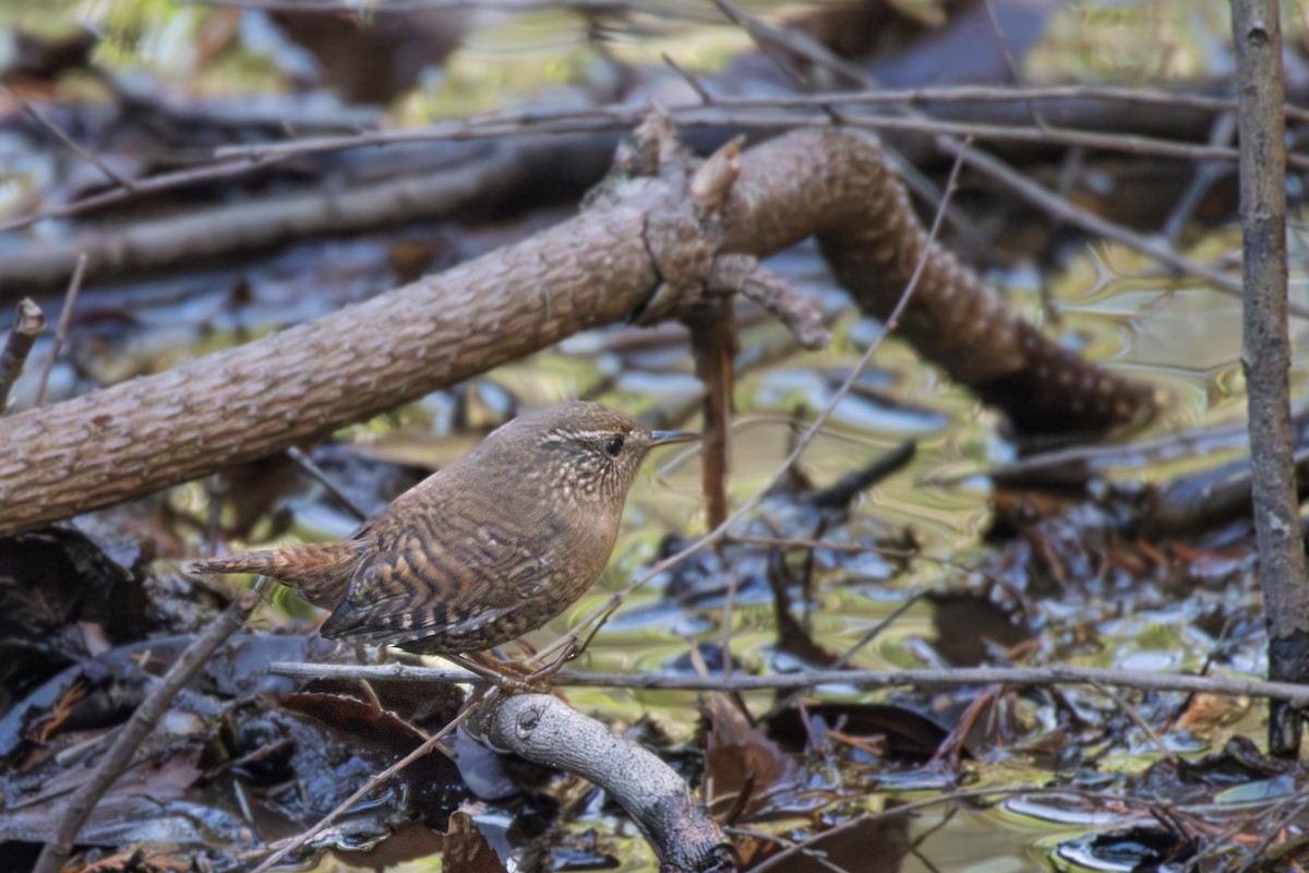 Крапивник - ML647748255