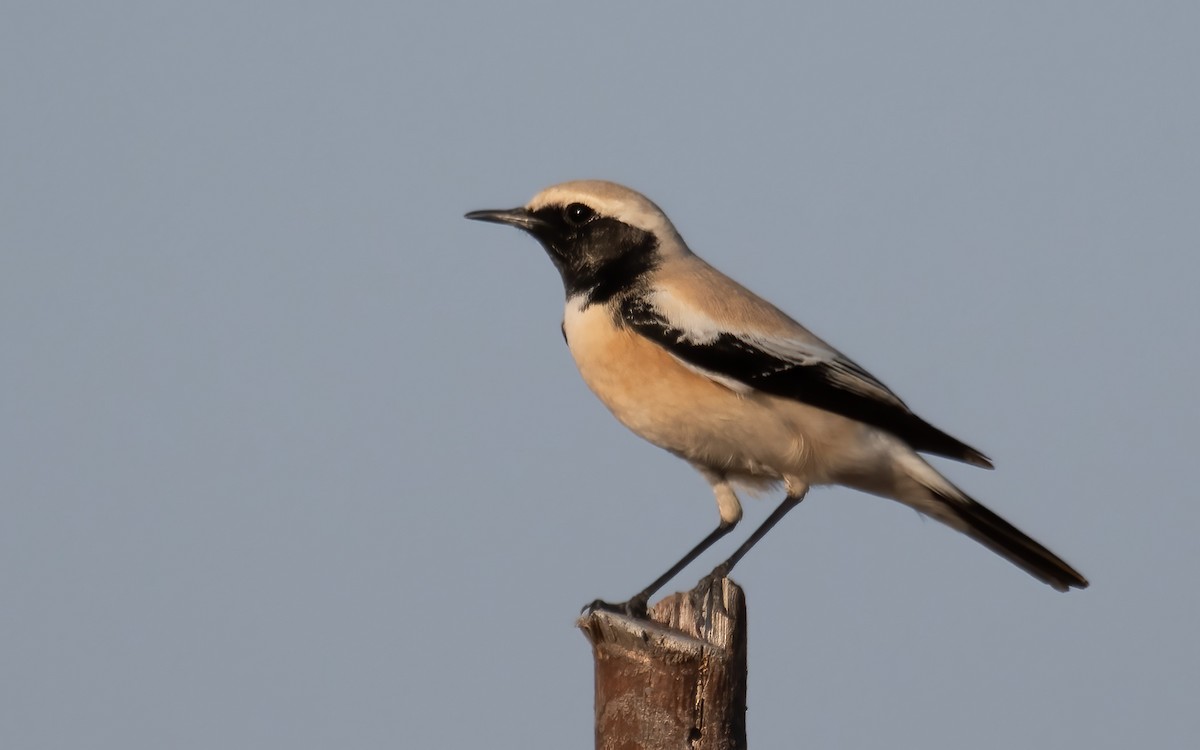 Пустынная каменка - ML647748256