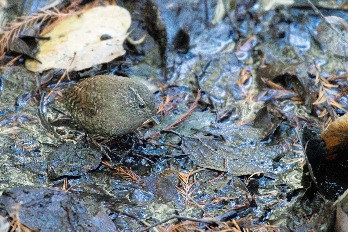 Крапивник - ML647748257