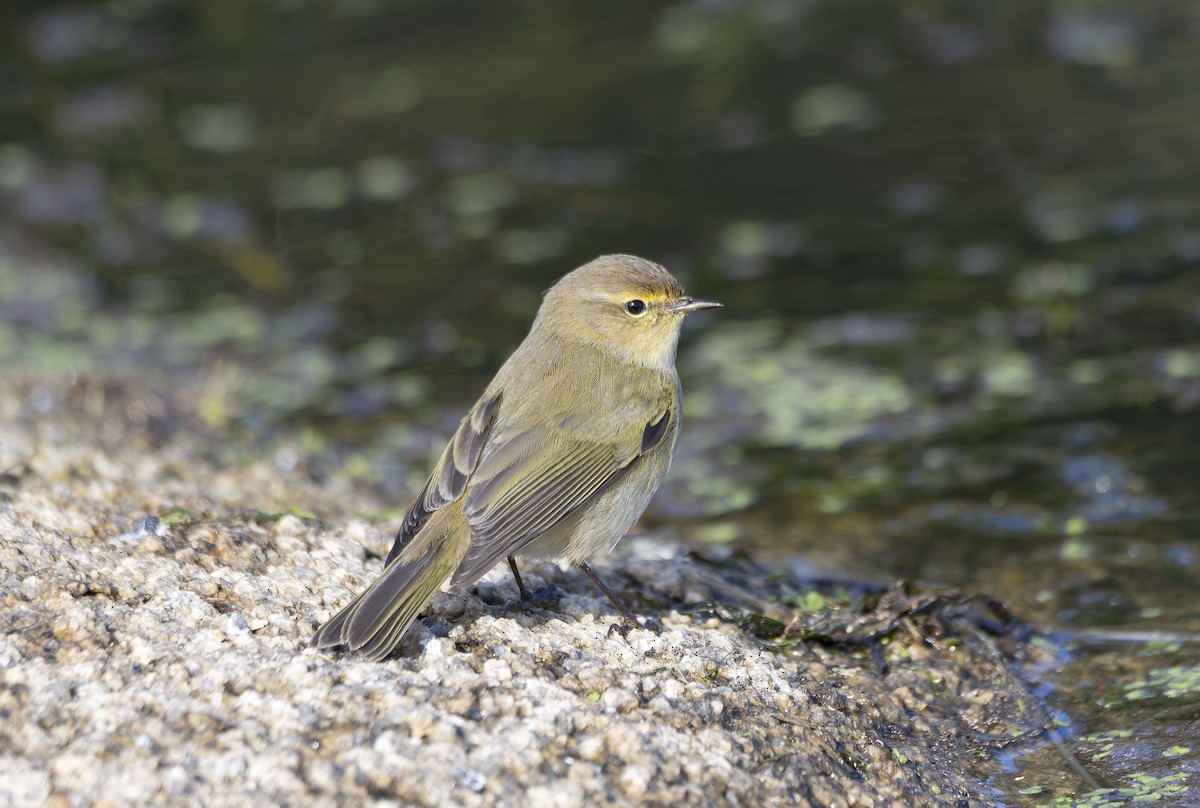 Пеночка-теньковка - ML647748258