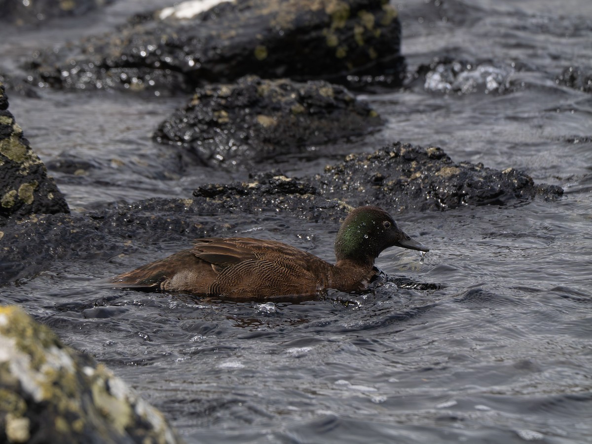 Кэмпбельский чирок - ML647748261