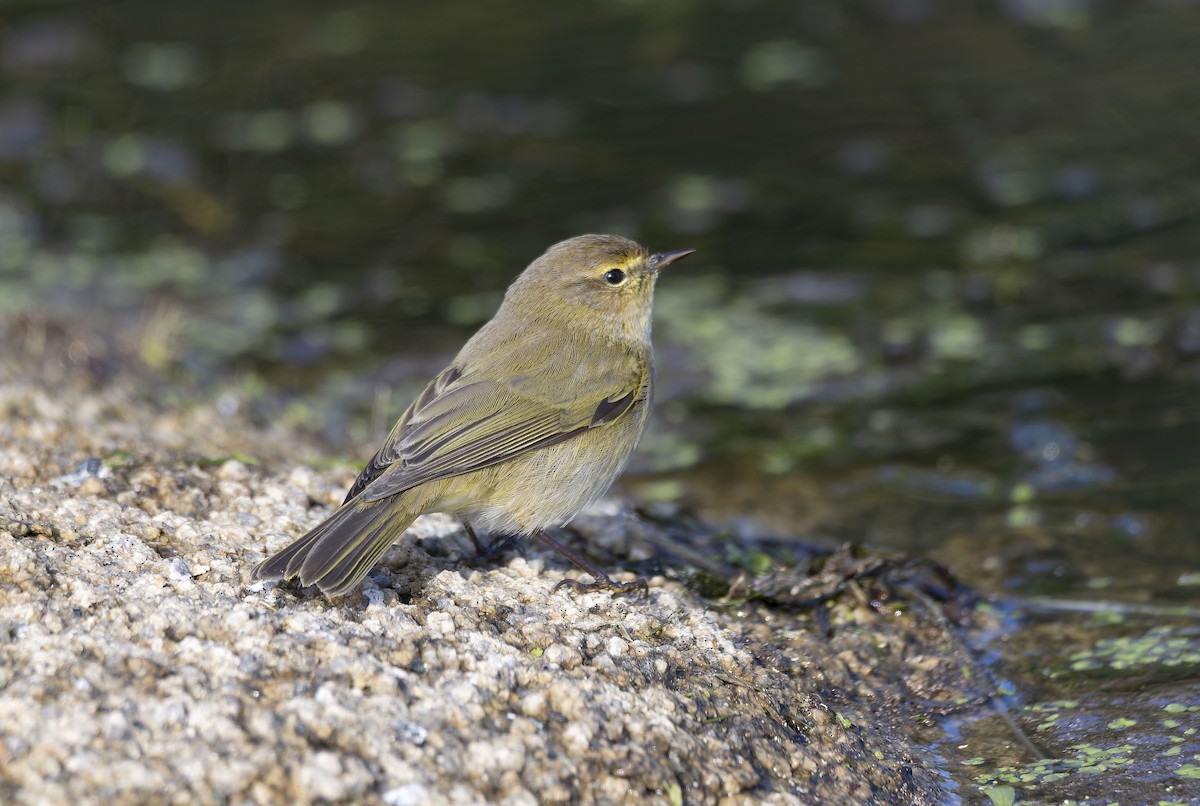 Пеночка-теньковка - ML647748262