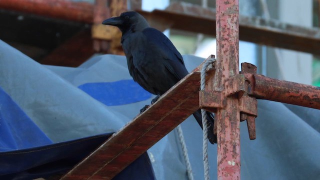 Ворона індійська - ML647748263