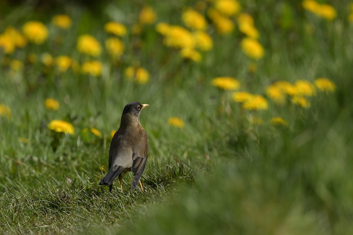 Магелланов дрозд - ML647748264