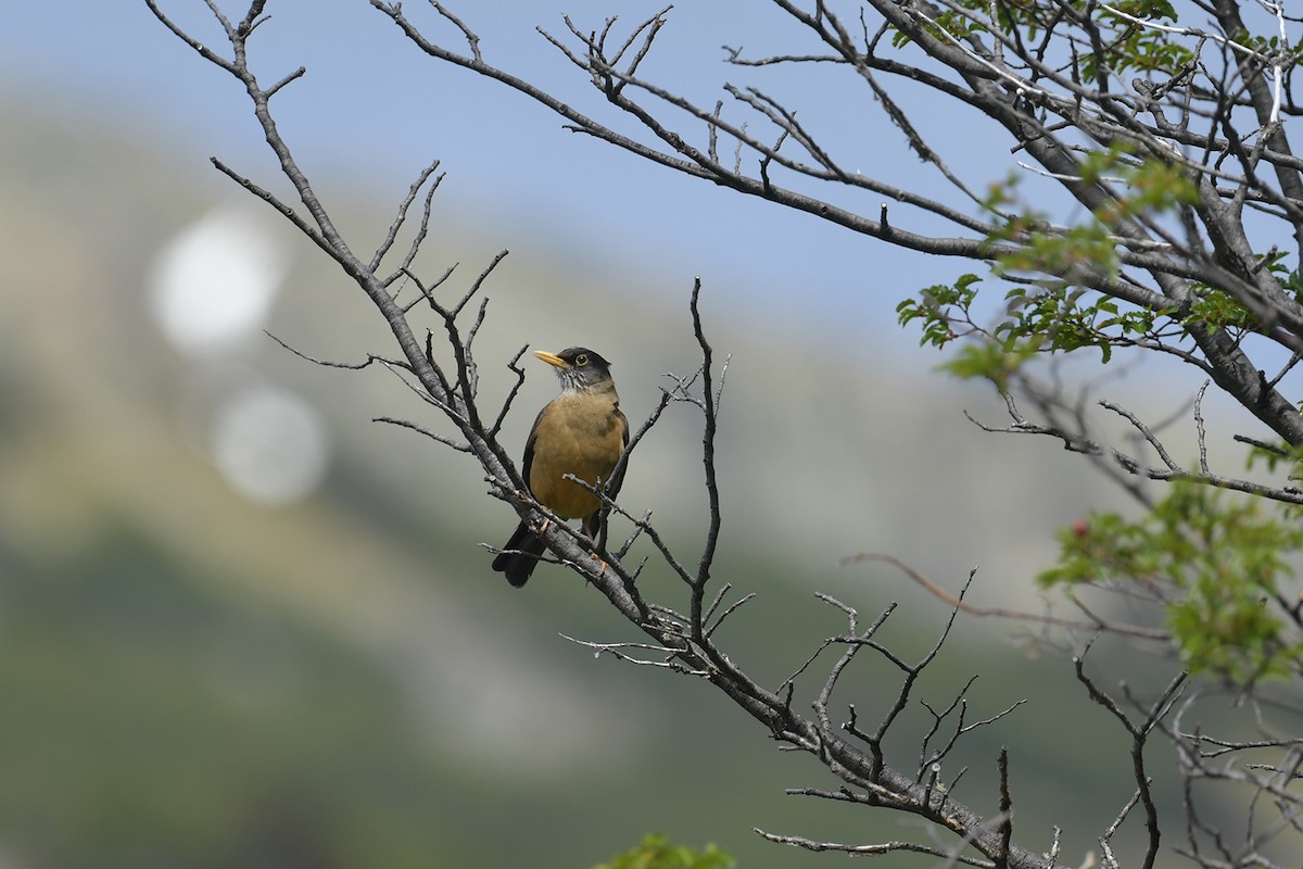 Магелланов дрозд - ML647748265