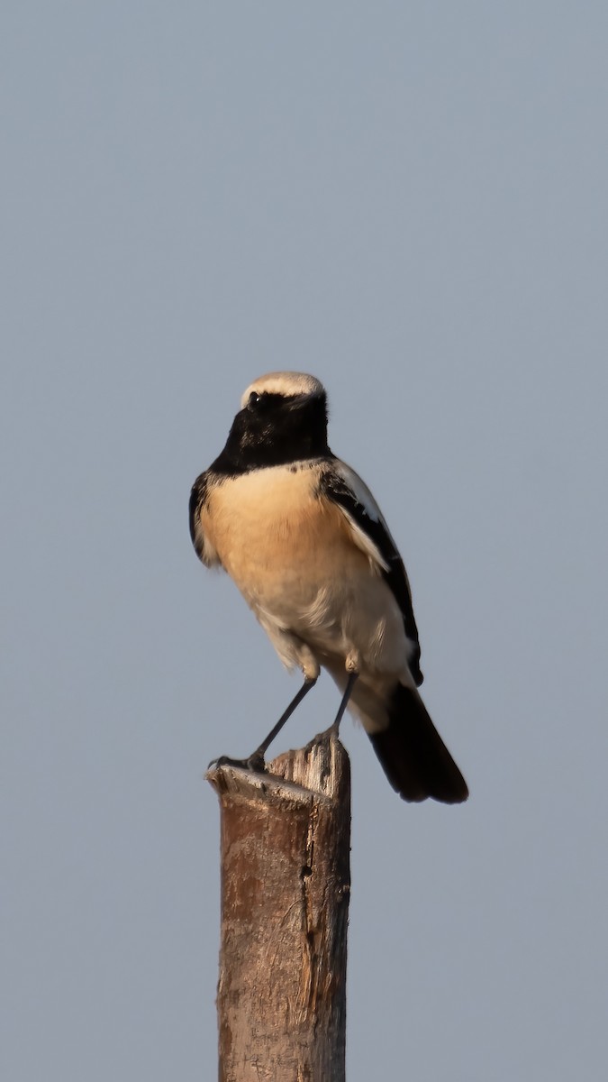 Desert Wheatear - ML647748269
