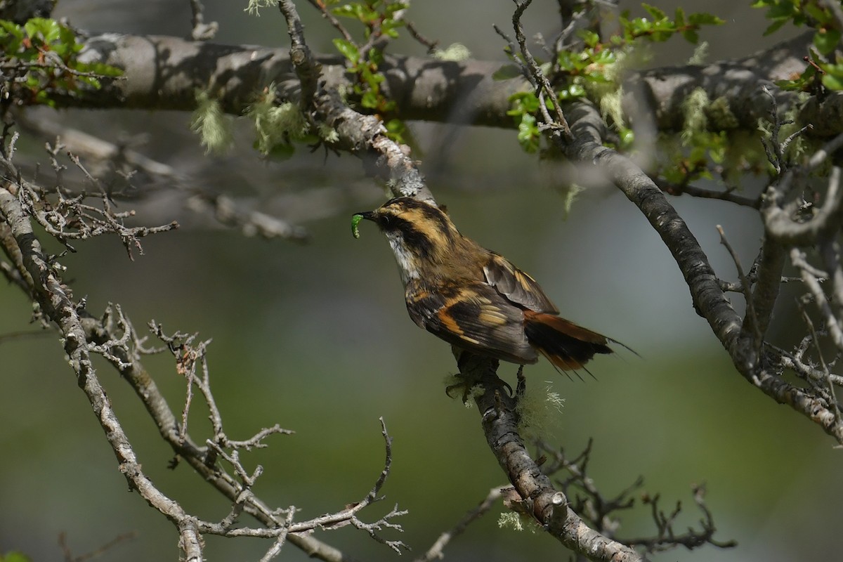 Thorn-tailed Rayadito - ML647748274