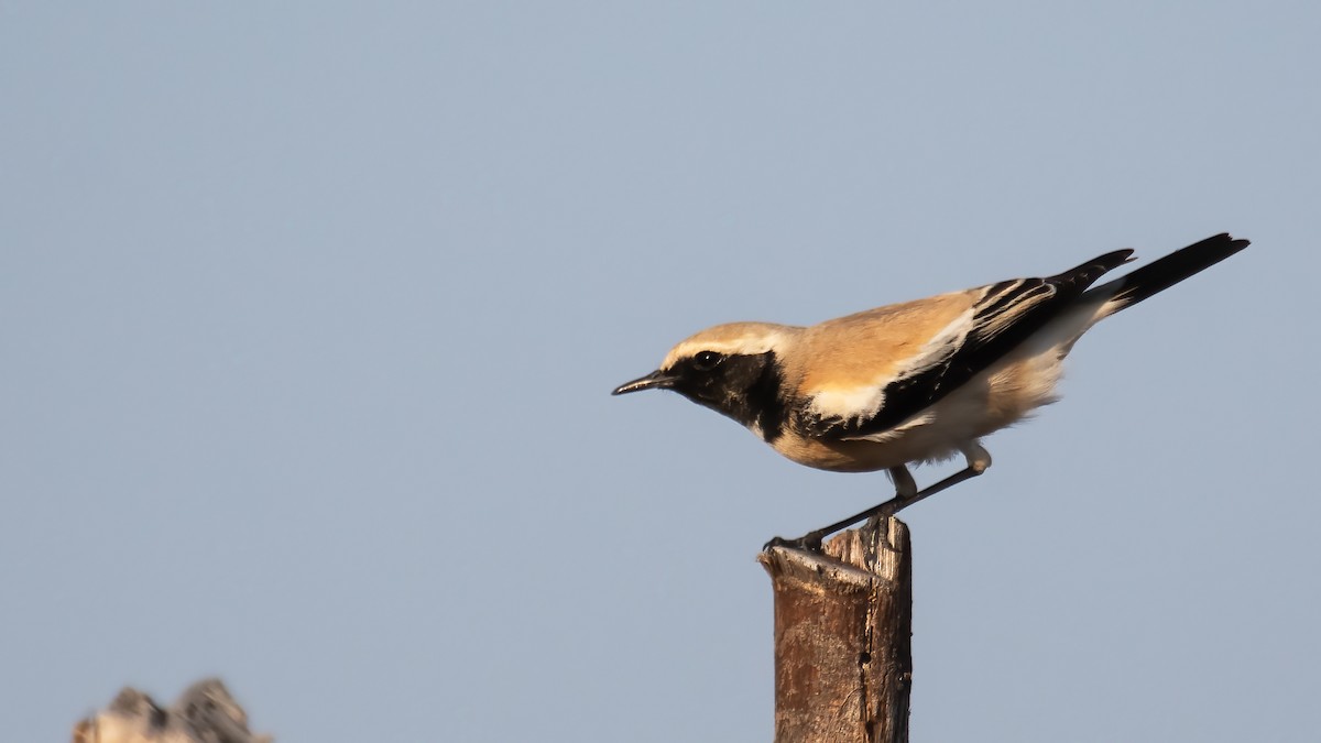 Desert Wheatear - ML647748275