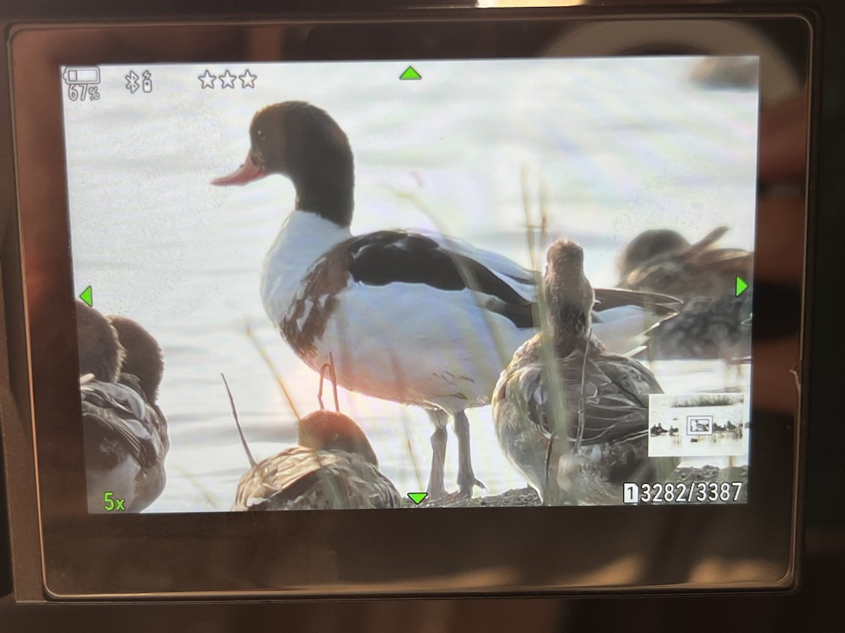 Common Shelduck - ML647748276