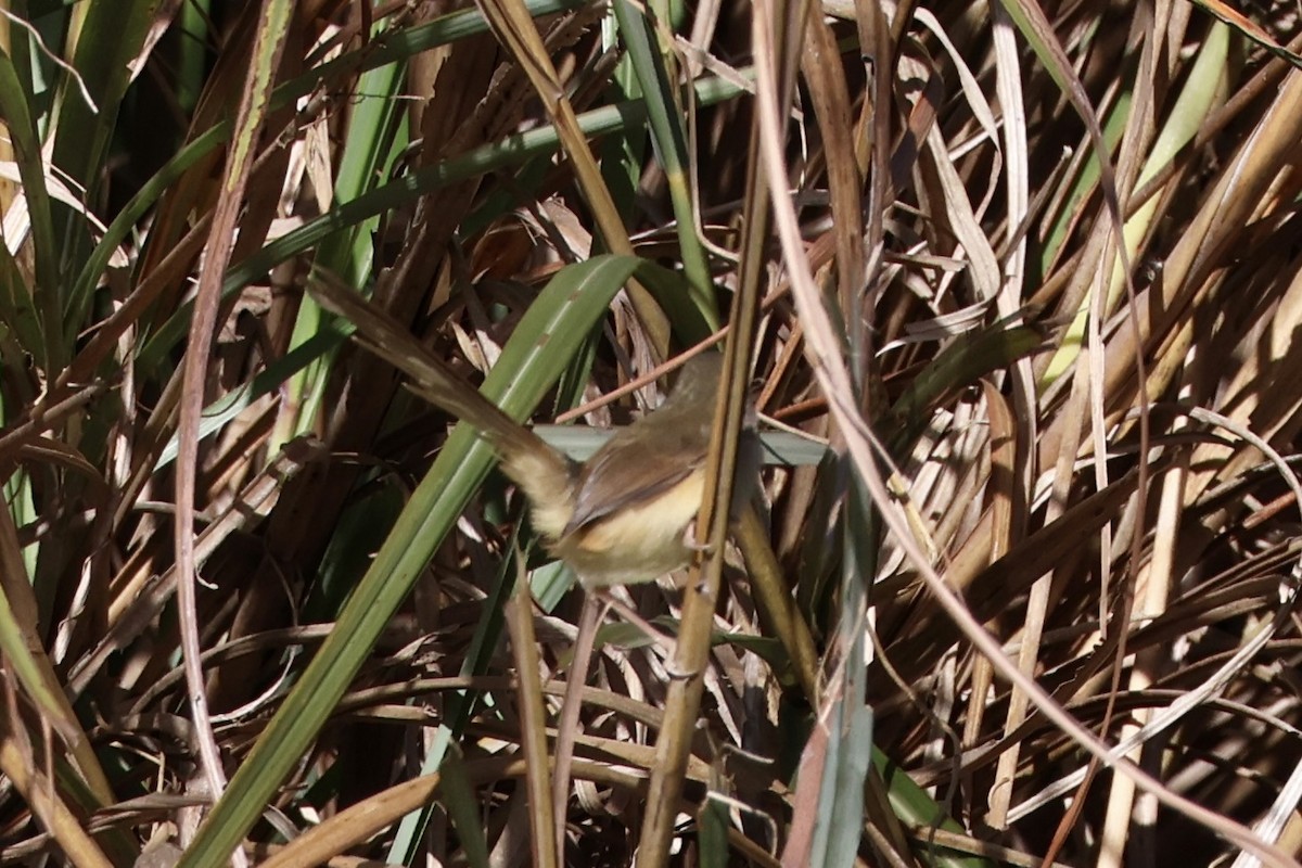 Yellow-bellied Prinia - ML647748280