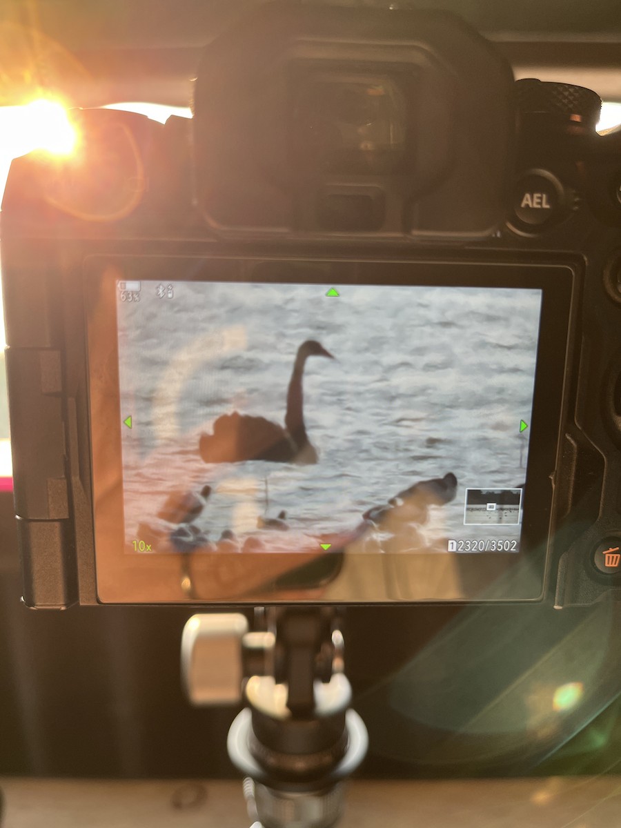 Black Swan - ML647748282