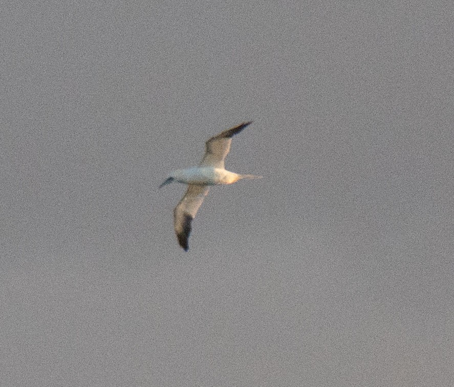 Northern Gannet - ML647748286