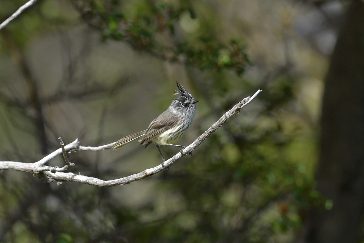 Tufted Tit-Tyrant - ML647748288
