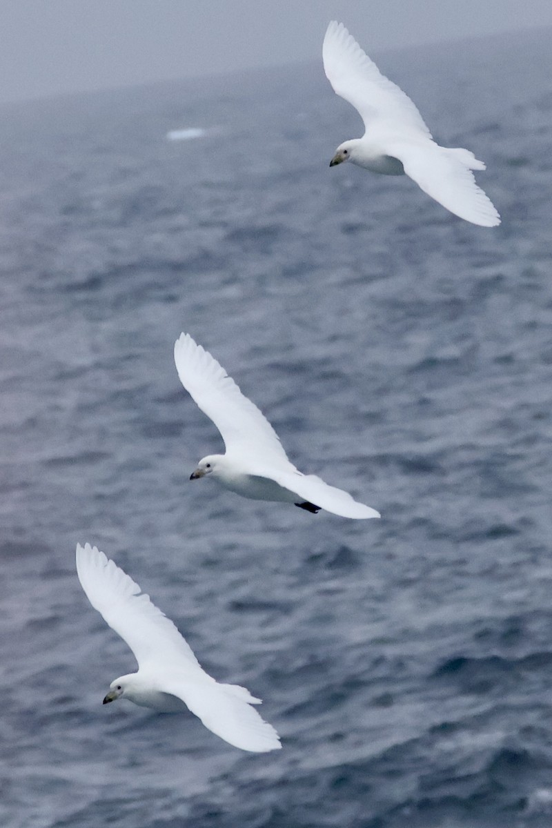 Snowy Sheathbill - ML647748291