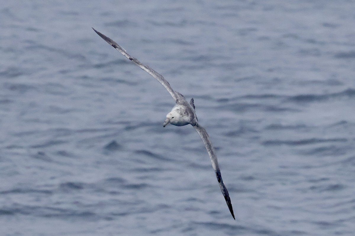 סערון-ענק דרומי - ML647748307