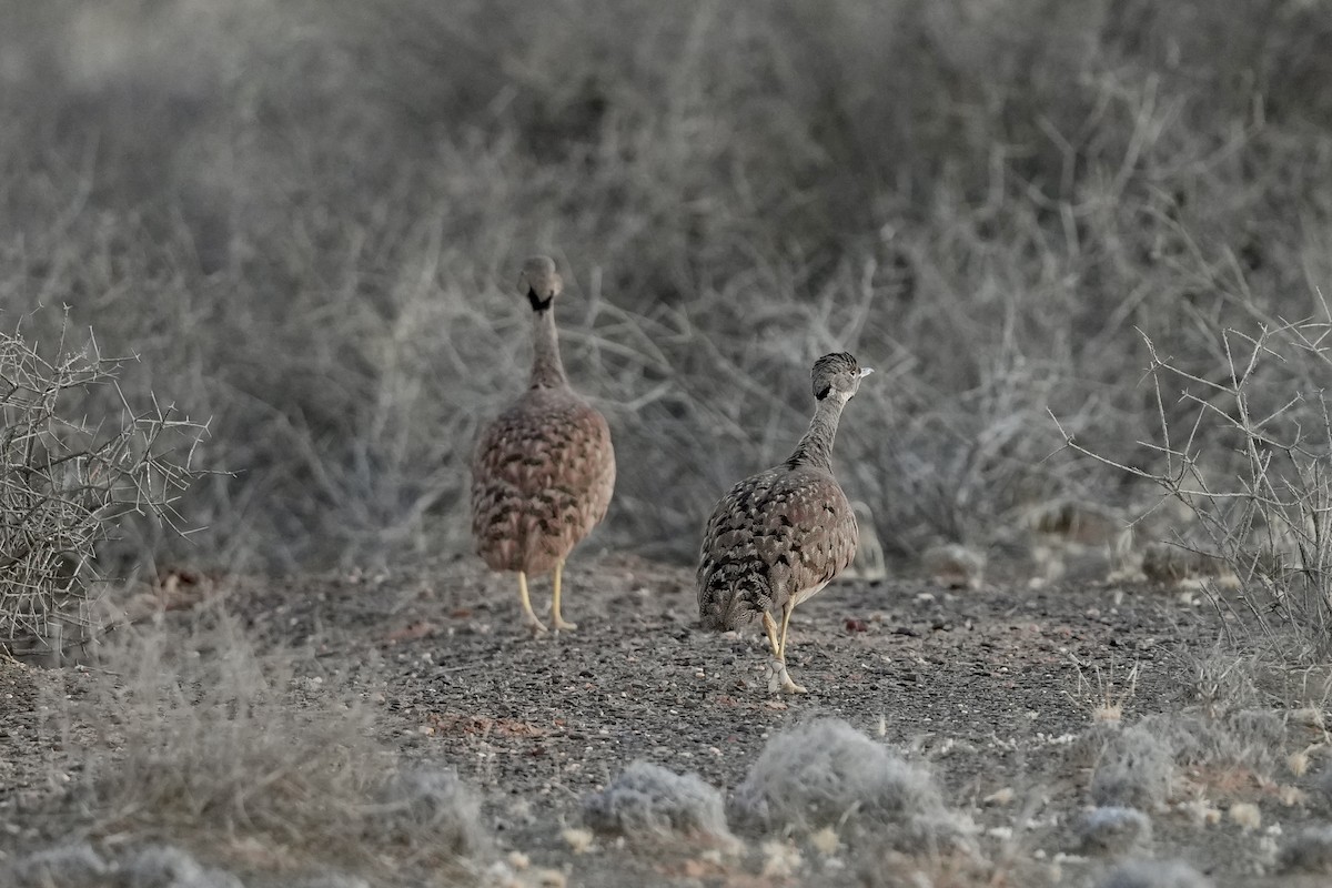 Karoo Bustard - ML647748317