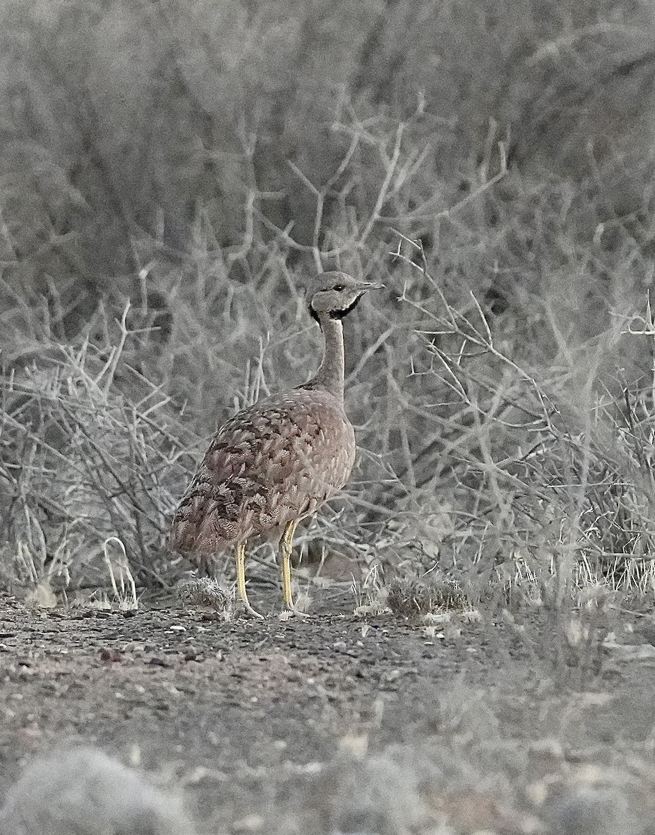 Karoo Bustard - ML647748318