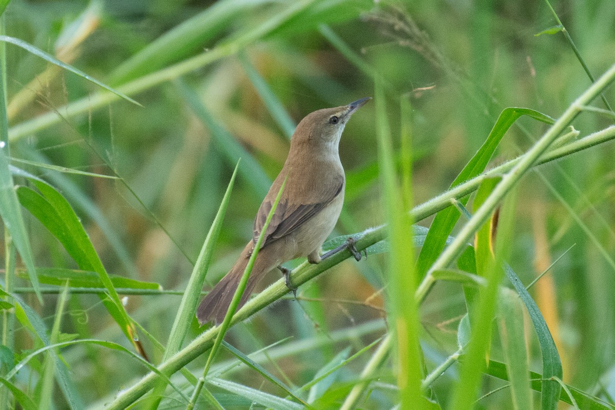 Өмнөдийн охил бялзуухай - ML647748346