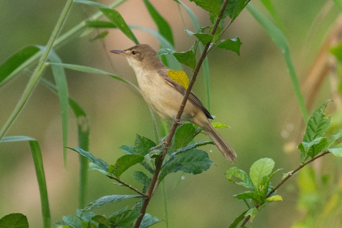 Өмнөдийн охил бялзуухай - ML647748348