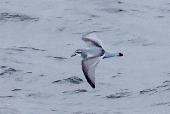 buřňák holubí - ML647748349