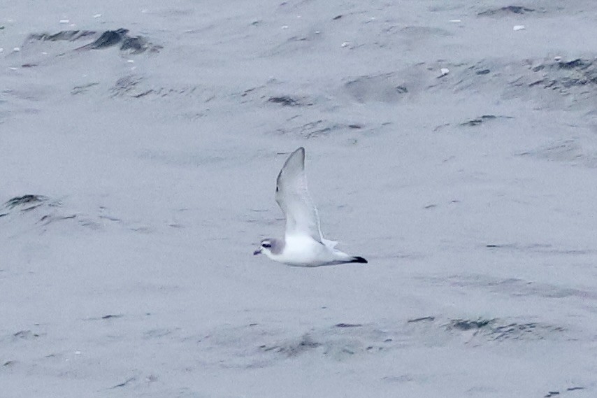 buřňák holubí - ML647748350