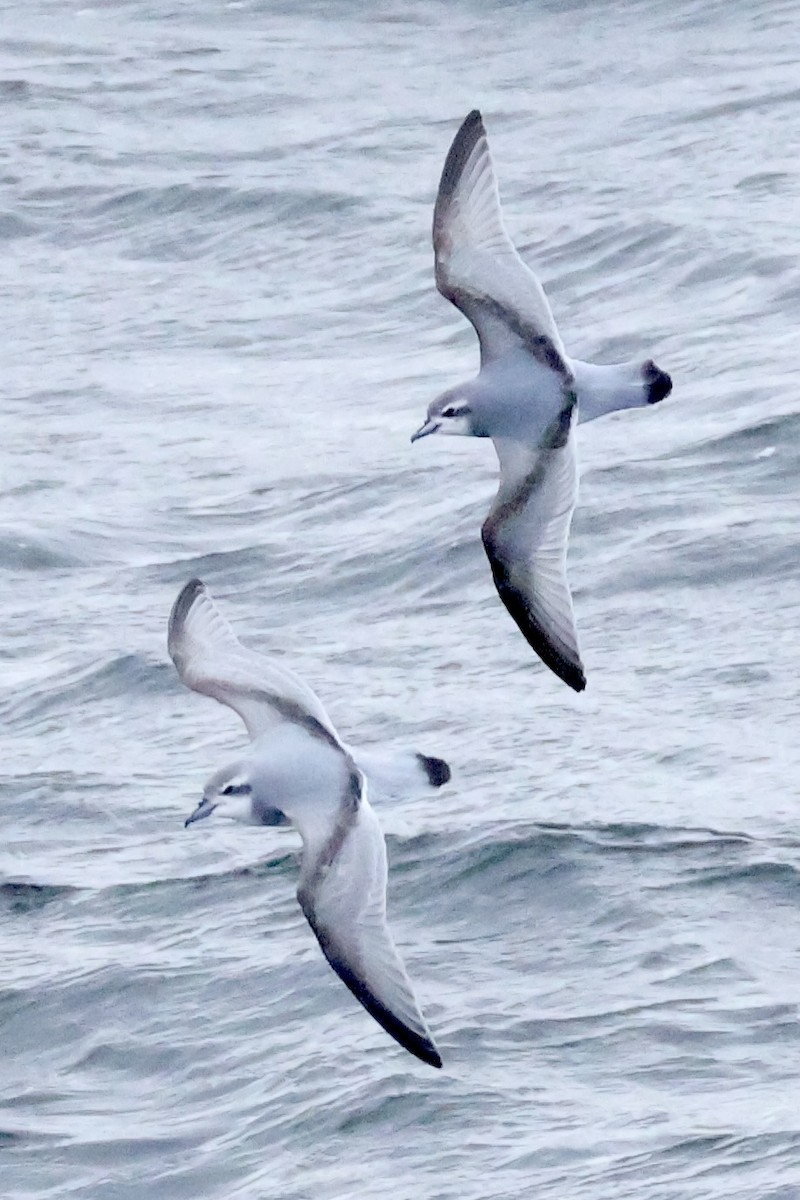 buřňák holubí - ML647748354